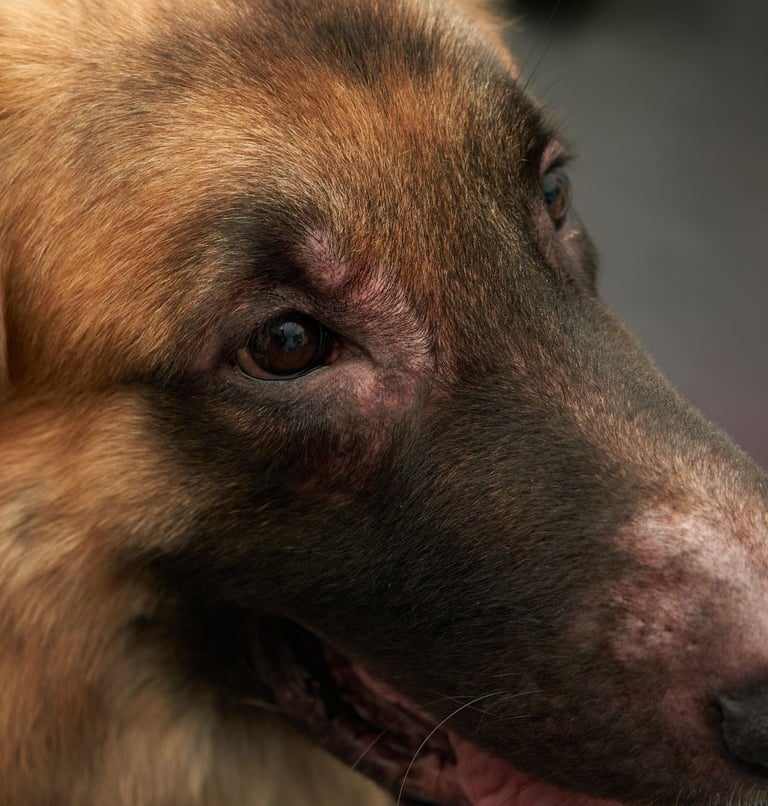 Schäferhund mit Allergie - THP Nicole Hempel 