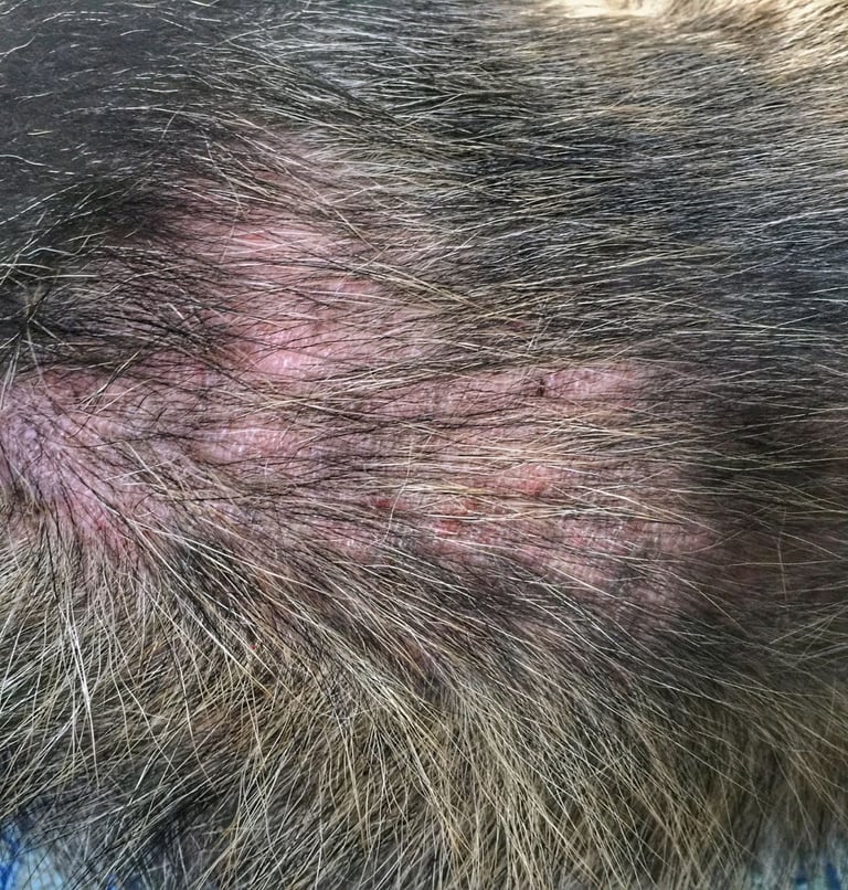 Allergiker Hund mit Hautentzündungen - THP Nicole Hempel 