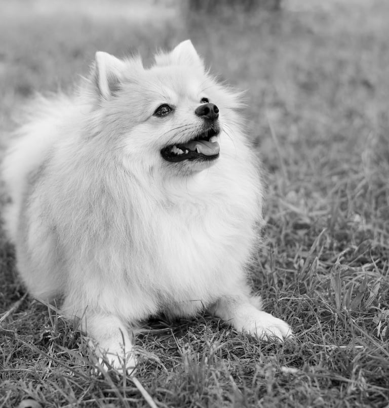Sessió de fotos de mascotes a Girona amb un gos en un entorn natural exterior