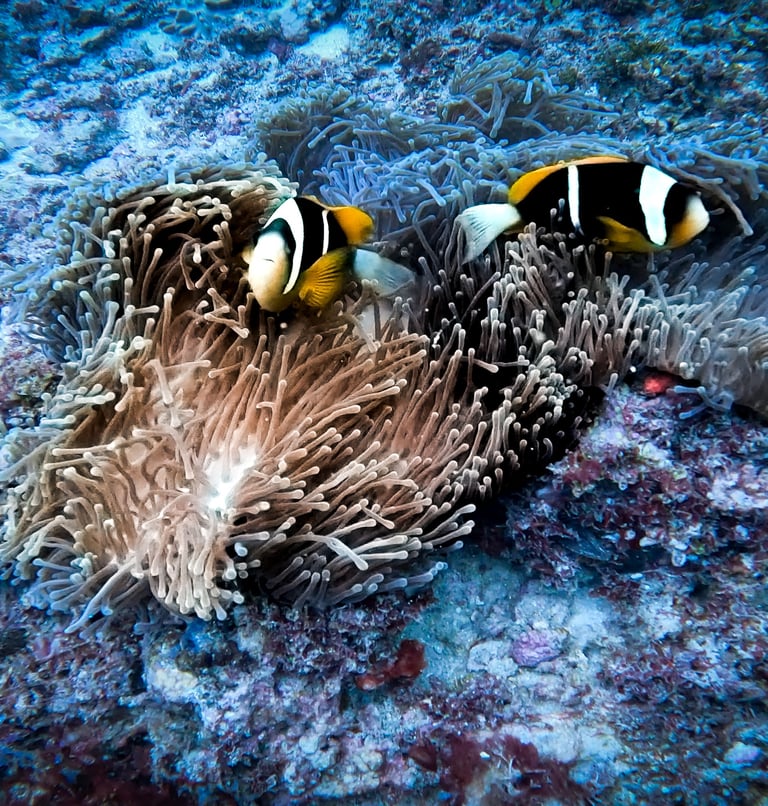 two clown fish in the water