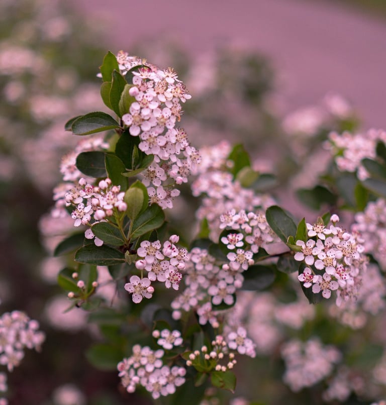 a bush with pink sweet alyssum flowers on a sunny day