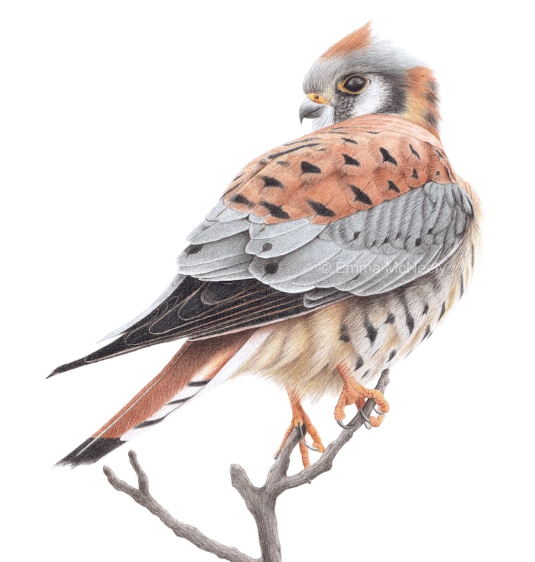 Detailed colored pencil drawing of an American Kestrel falcon perched on a branch.
