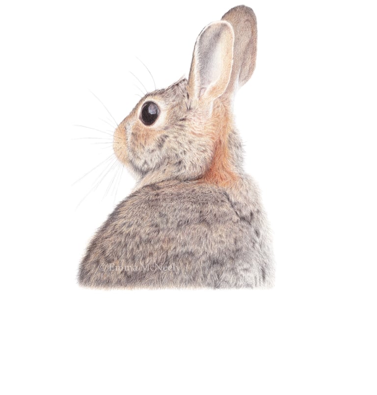 Detailed colored pencil drawing of a brown wild rabbit profile on a white background.