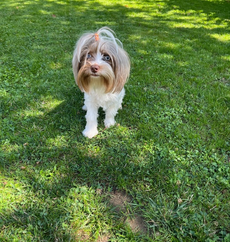 femelle yorkshire blue berry biro