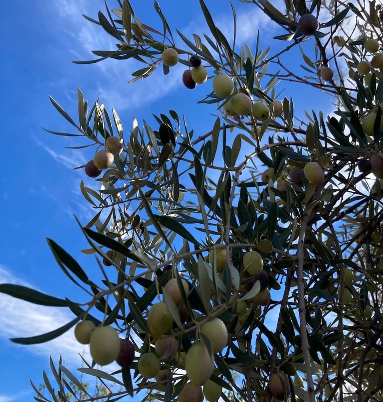 Close-up of an olive tree with green and black olives under a blue sky.