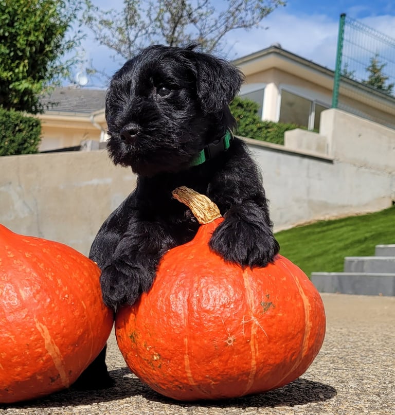 Chiot Schnauzer sur une citrouille