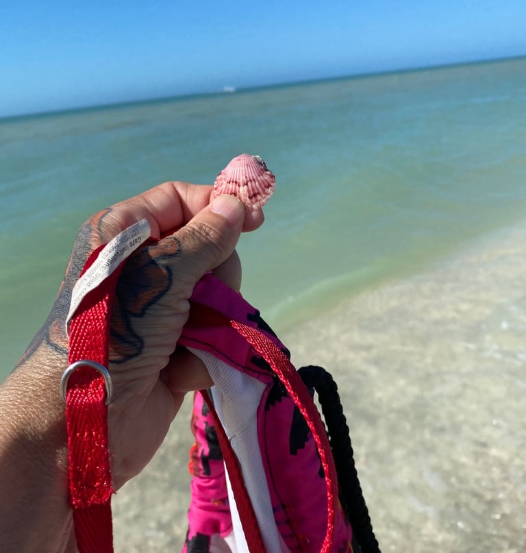 A Perfect Seashell in Florida for my son Maxwell Falk