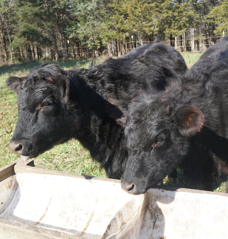 two beef cows in waiting to be feed