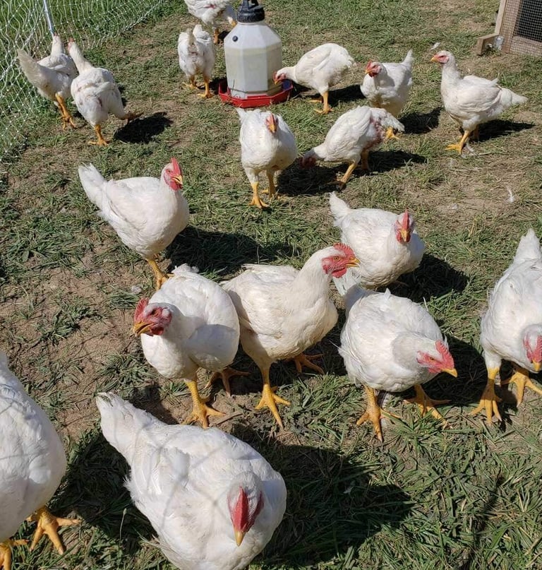 chicken in grass