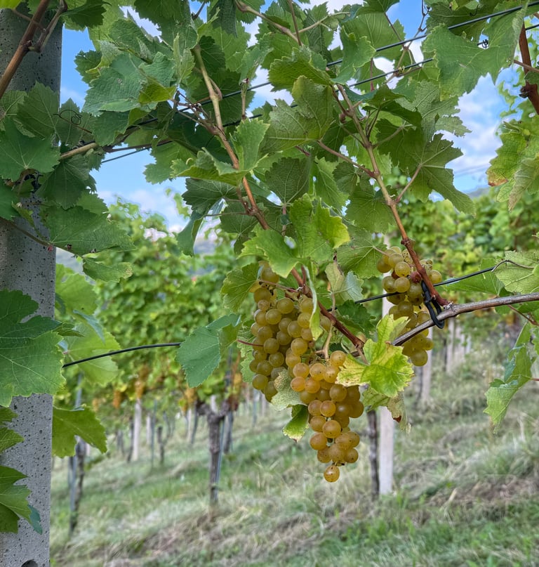 Reife Trauben am Stock