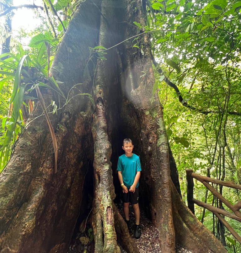 Mistico Hanging Bridges tree
