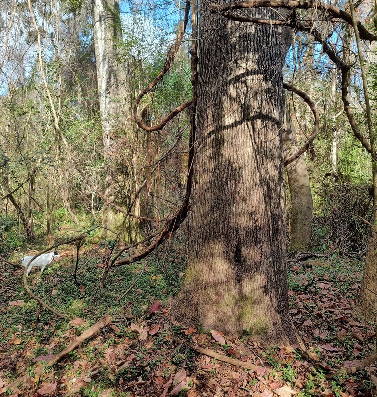 Merry and Pippin, sycamore trees in the park