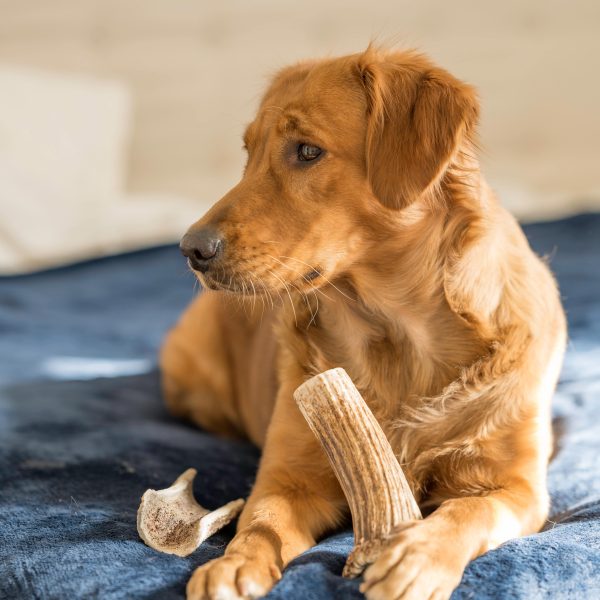 golden retriever chewing 