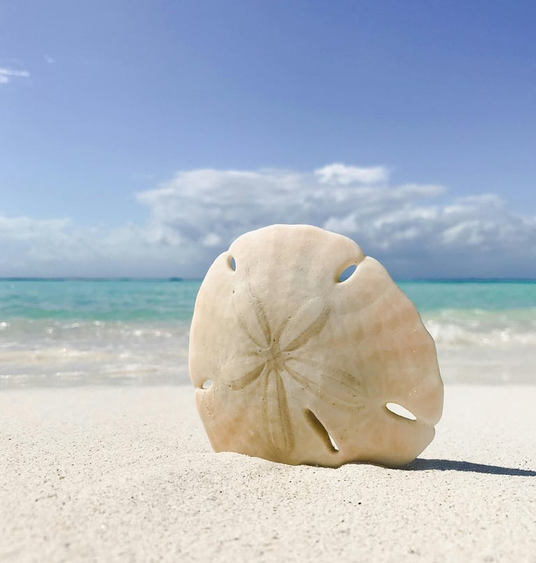 Sand dollar photo by Brandon James through Pexels.