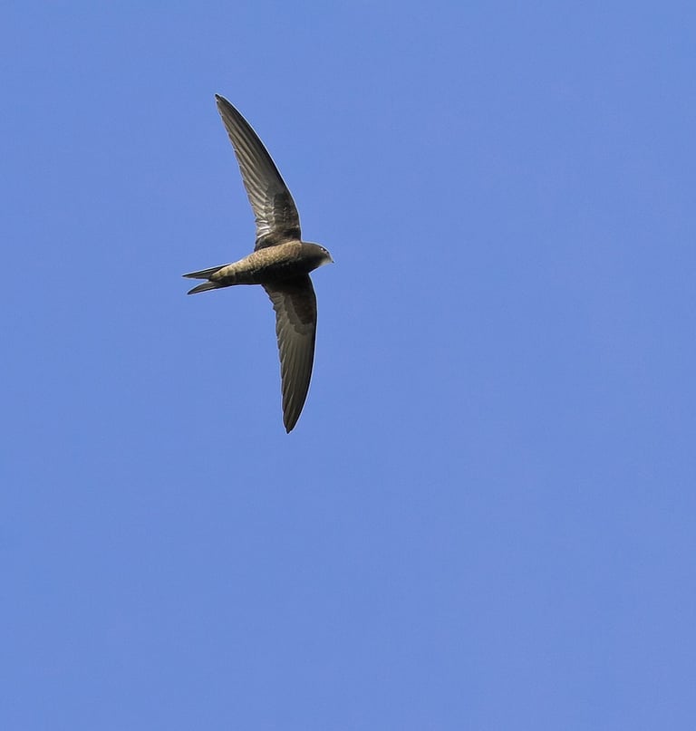 A Swift