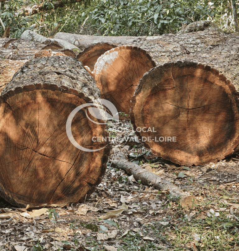 une pile de bûches avec une souche d'arbre en arrière-plan