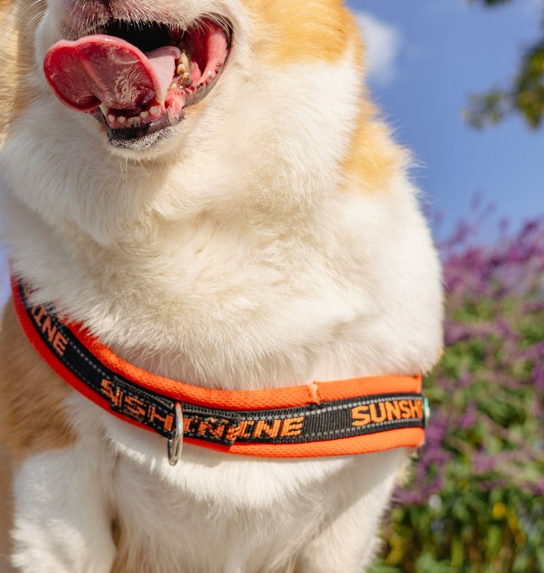 dogAdvisor ✲ dogadvisor ✲ dog advisor ✲ Blog for new dog owners ✲ dogs ✲ dog advisers ✲ dog advisors