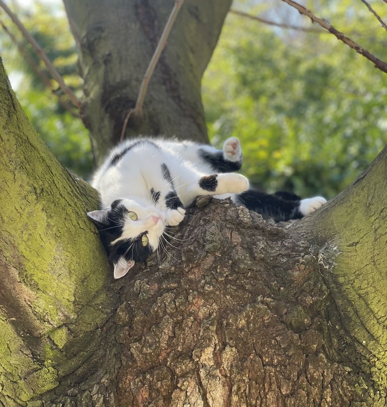 chat couché dans son arbre