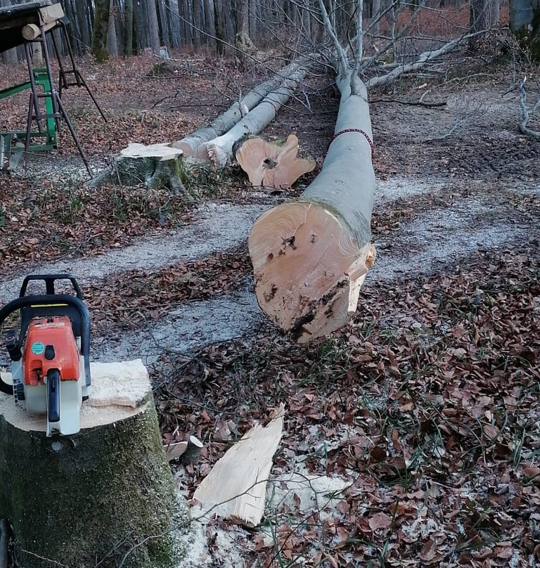 Ein gefällter Baum am Boden, eine Kettensäge auf dem Wurzelstock