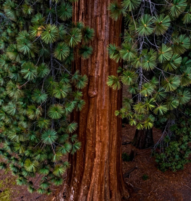 An intimate aerial detail shot of a Sequoia's crown. The drone captures the reddish-brown textures of the ancient bark and the vibrant green clusters of needles. Pacific Northwest aesthetic with high contrast and sharp natural details.
