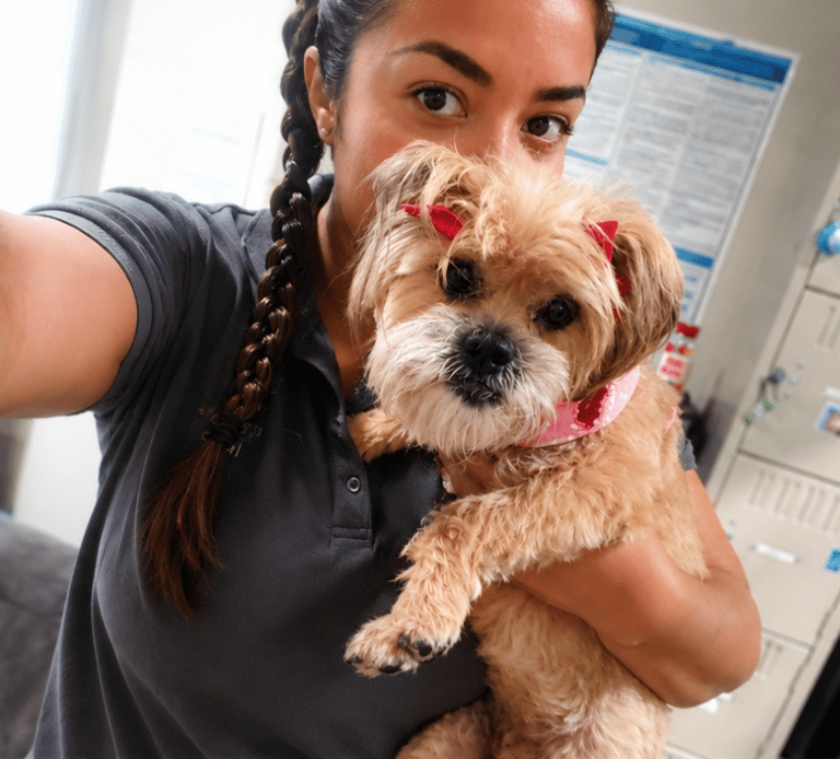 A veterinary professional holding a groomed terrier dog with red bows and a pink collar.