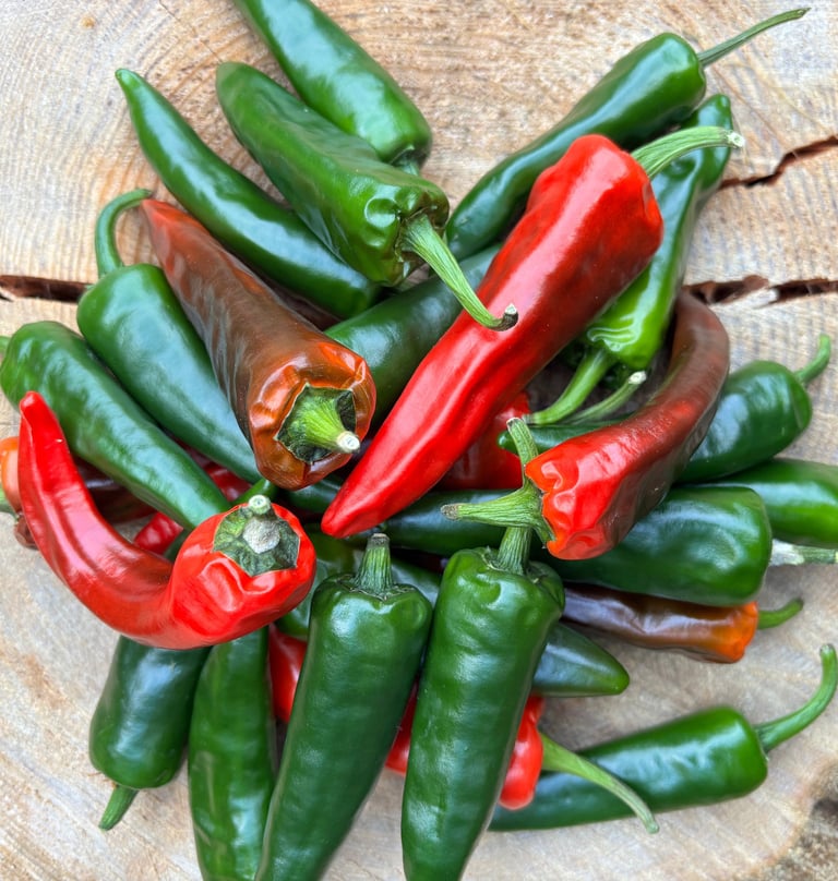 JALAPENO CHILLIES