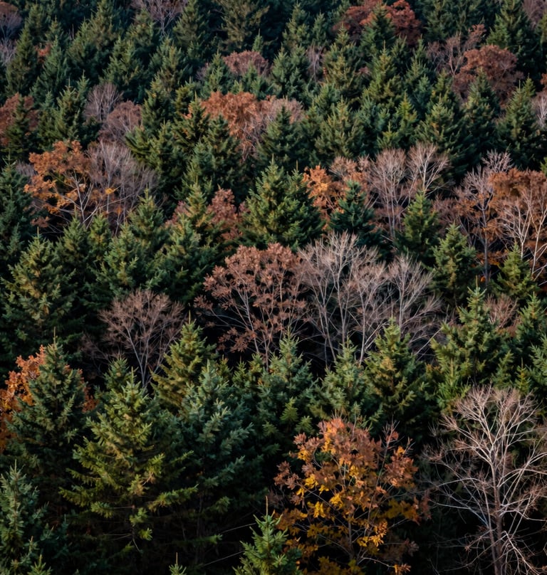 A wide landscape photograph of an autumnal forest in New England, US, with a mix of dark green evergreens and deciduous trees showing subtle hints of brown and muted green.