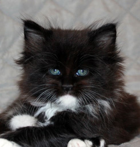 a black kitten kitten sitting maine coon polydactyl polydactylcat on a bed
