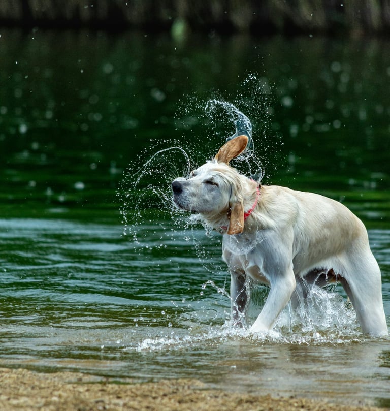 A golden retriever dog shaking off water while standing in a lake with splashing droplets has a GPS