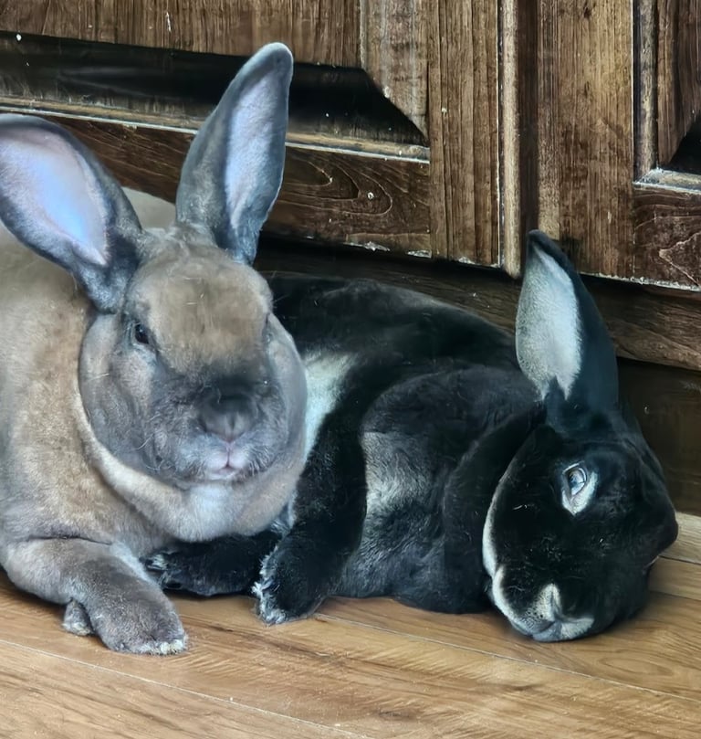 2 rex rabbits laying together on floor