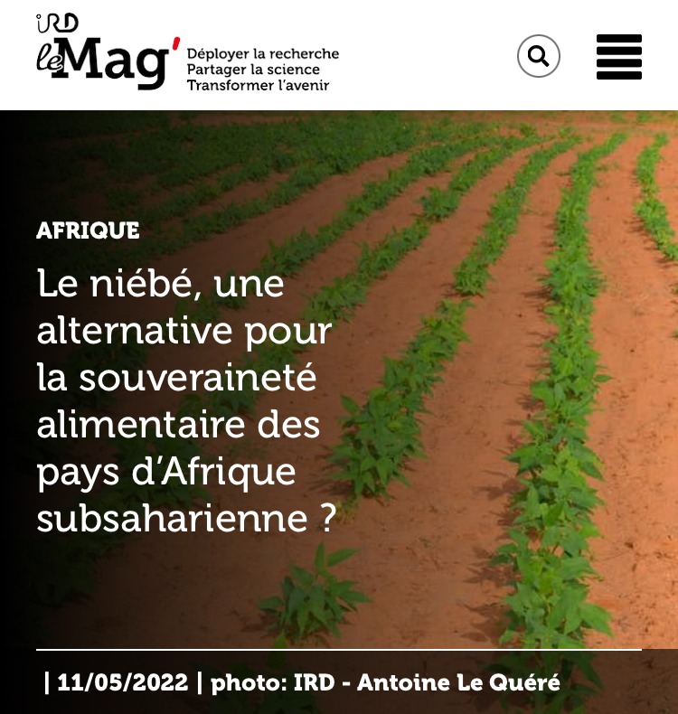 IRD Niébé