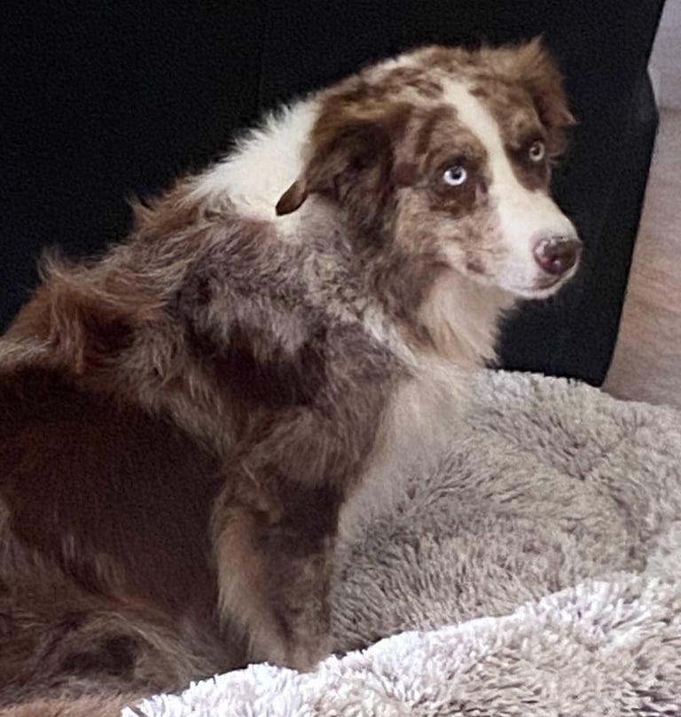 chocolate merle border collie 