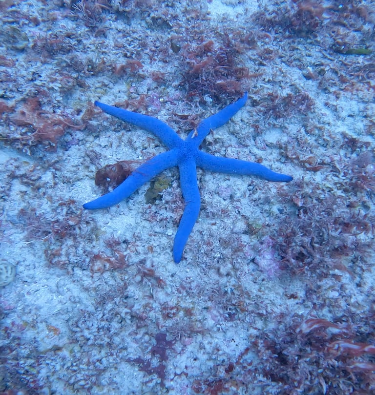 A vibrant blue starfish rests on a sandy ocean floor surrounded by marine reef plants and coral.