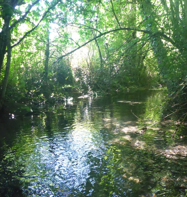 ripisylve riparian area stream