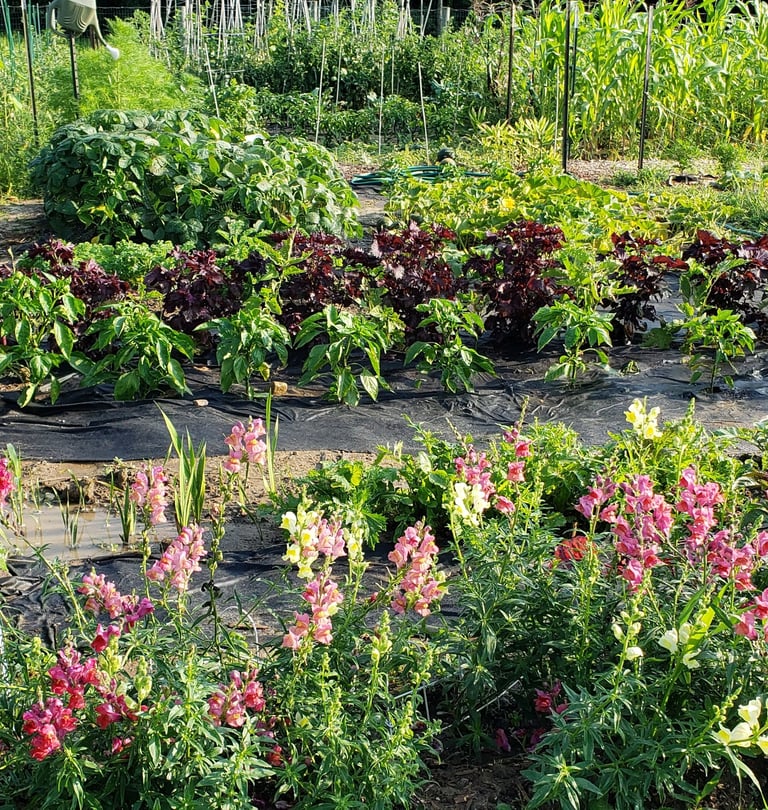 a garden with a variety of plants and flowers