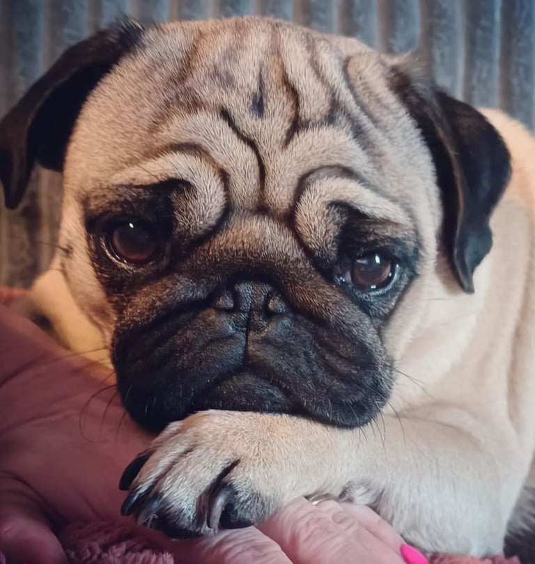 a pug dog is laying on a blanket carlin