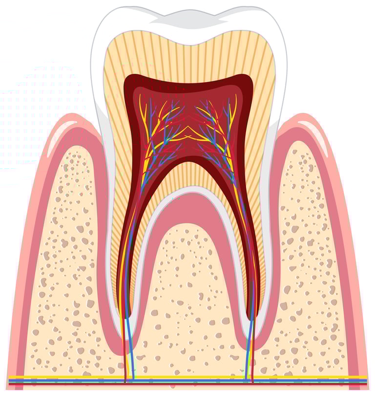 A diagram of tooth structure