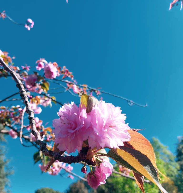 ripresa in primo piano di piccoli fiori sakura giapponesi rosa appesi su ramo di albero in primavera