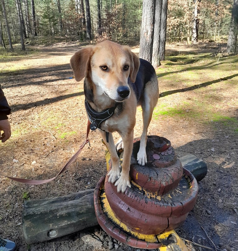 Hundeschule AugenBlicke Borkheide, Treuenbrietzen, Beelitz, Brück, Michendorf, Seddiner See, Werder