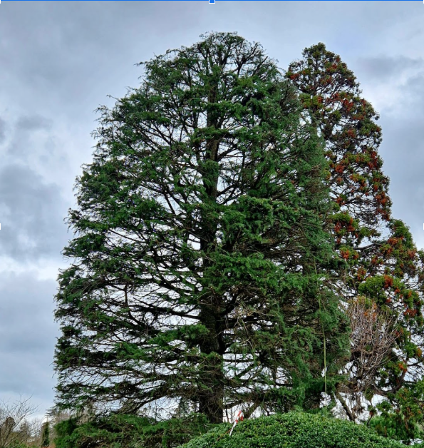 Deux arbres fraîchement élagués dans un jardin.