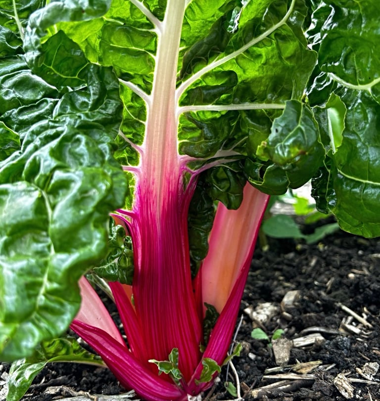PEPPERMINT CHARD 