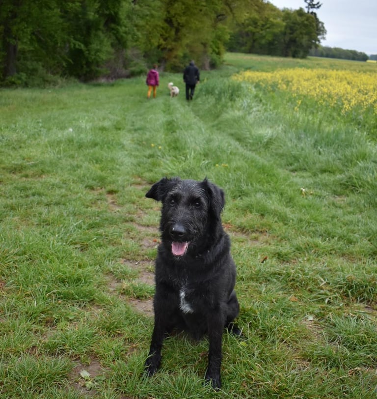 Alltagstraining unter Ablenkung mit anderem Hund Mensch Team