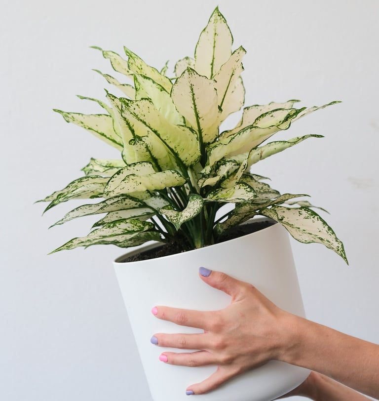 Mature White Kiwi Aglaonema