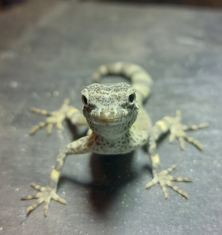 Pristurus carteri masirah