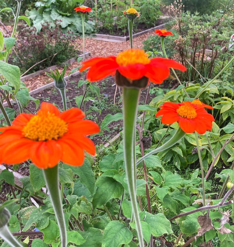 Pollinators growing amongst arable crops on an urban allotment by Celia Hooson, Circular City