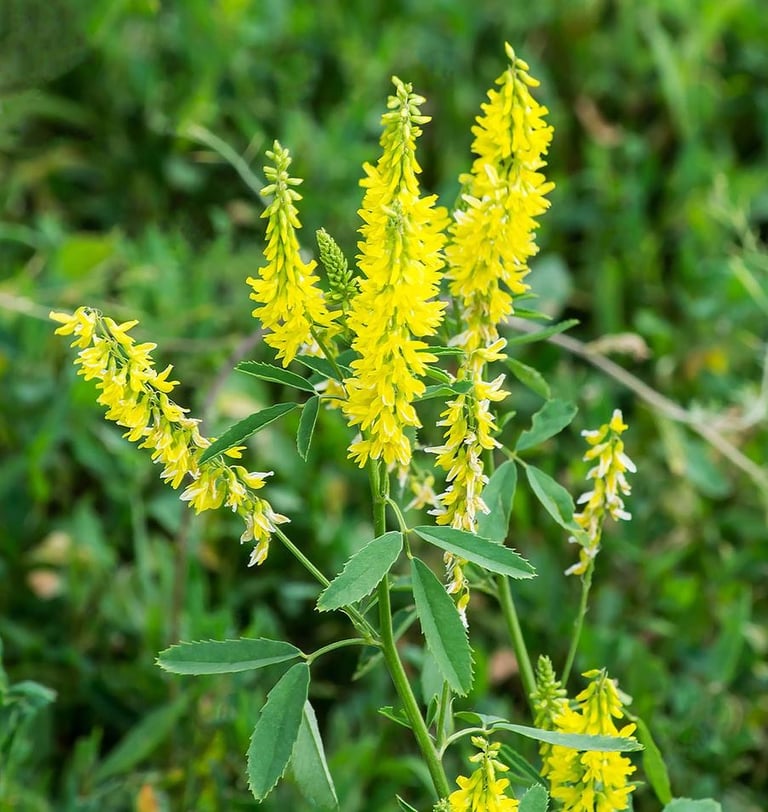 multiple Yellow Sweet Clovers in a meadow