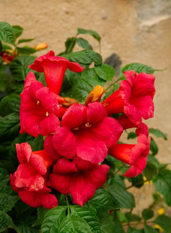 Atomic Red™ Trumpet Vine