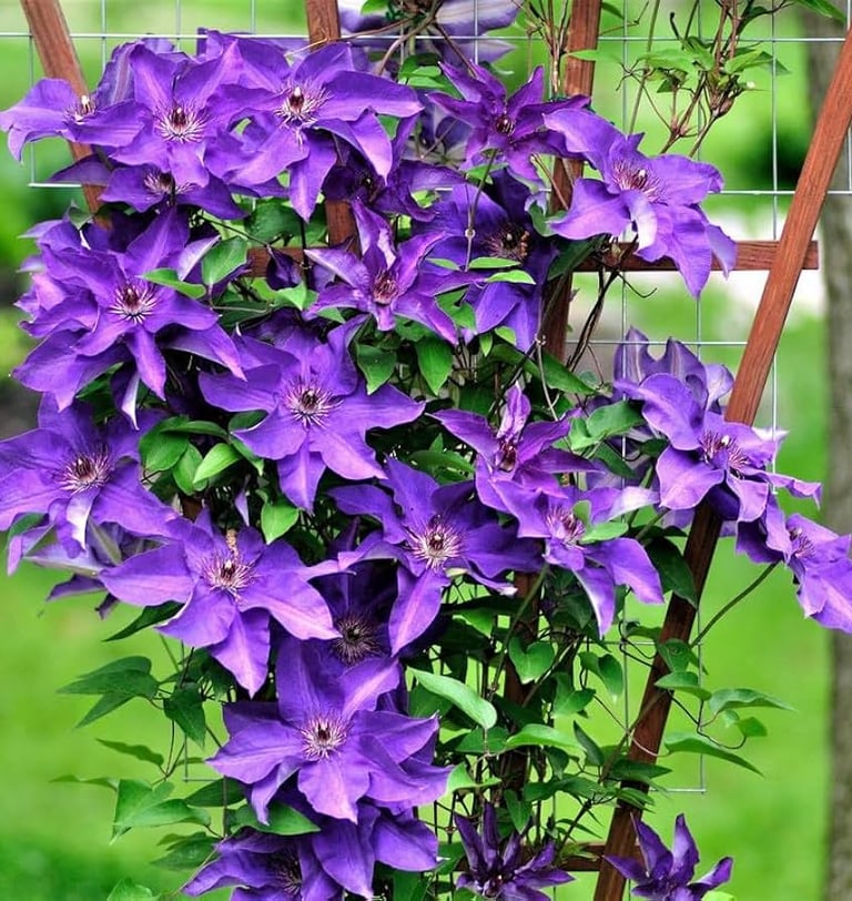 Sacha™ Clematis Clematis 'Evipo060' SACHA™