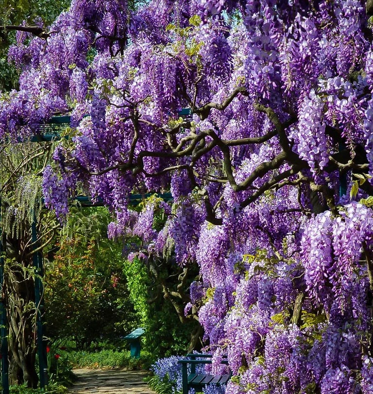 Amethyst Falls Wisteria Vine