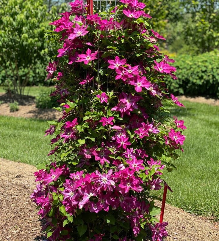 Viva Polonia Clematis